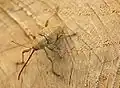 كيوركوليو اليفاس (Curculio elephas)
