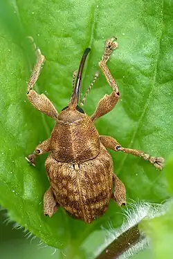 كيوركوليو نوكم (Curculio nucum)
