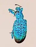 ريغوس نيغروسبارسوس (Rhigus nigrosparsus)