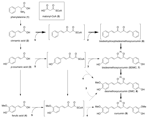 Biosynthetic pathway of curcumin in Curcuma longa.