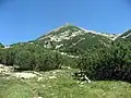 صنوبر موغو الورقية . موغو ، رومانيا