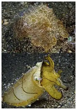 هذا النوع من الحبّار (Sepia latimanus) يستطيع أن يغير تمويهه من اللونين الجوزي والأسمر إلى اللون الأصفر ذي الإنبلاجات (highlights) الداكنة في أقل من ثانية.