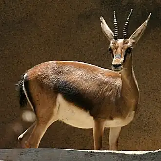 غزال الأطلس (أنثى)