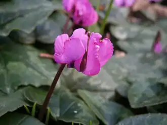 أزهار بخور مريم الأسمر