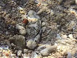 Cycloachelous granulatus