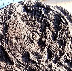 Tateana inflata (= 'Cyclomedusa' radiata)