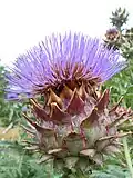 Cardoon plant in early August, Munich Botanical Garden.