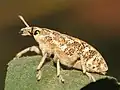 كيفوكلينوس اشاتس (Cyphocleonus achates)