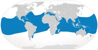 Oceanic whitetip shark geographic range