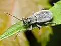 كيرتيبيستوموس كاستانيوس (Cyrtepistomus castaneus)