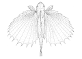 Dactyloptena orientalis