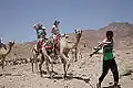 ركوب الجمال في البيئة الجبلية.
