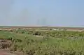 صورة من هور الدلمج