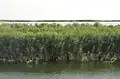 صورة من هور الدلمج 5