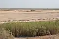 صورة من هور الدلمج 6