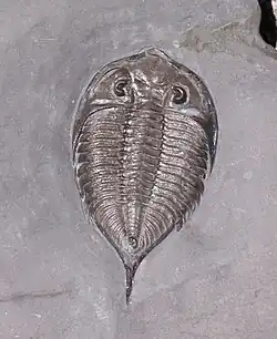 ثلاثية الفصوص