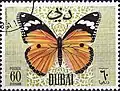 أبو دقيق النمر(Danaus chrysippus)