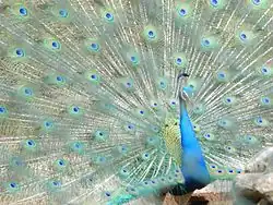 الطاووس الراقص