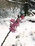 لقطة مقربة من الزهور