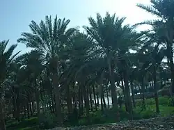 بستان نخيل في البغدادي
