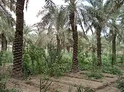 نخل ببستان بالفاو، العراق