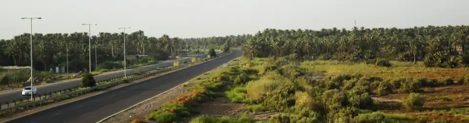 بساتين النخيل في قضاء المحمودية جنوب محافظة بغداد، العراق.