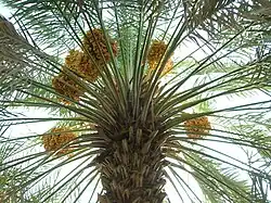 نخل في مزرعة عبد العزيز في المدينة المنورة بالسعودية.