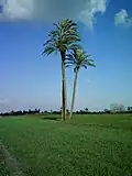 نخل بمصر