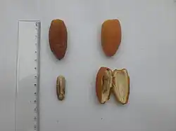 الحمراية