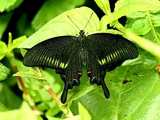West Himalayan Common Peacock