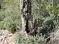Inside a dead saguaro