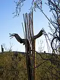 The bare wooden ribs of a dead saguaro