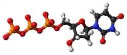 Ball-and-stick model of the UTP molecule as an anion