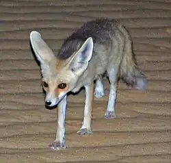ثعلب روبل