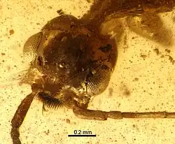 (الاسم العلمي: Dilobops bidentata)