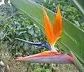 Near Orosí, Costa Rica