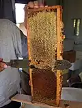 خروج العسل
