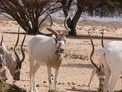 بقر الوحش (نوع من المها)