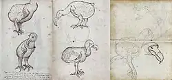 صفحات من مجلة تحتوي على رسومات لطيور الدودو الحية والميتة