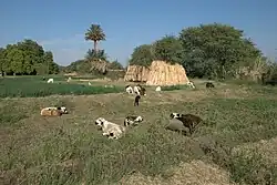حقل في دنقلا