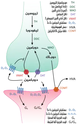 رسم تخطيطي لمشبك دوباميني الفعل، يُظهر الآليتين التخليقية والأيضية بالإضافة إلى الأشياء التي يمكن أن تحدث بعد التحرير.