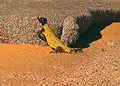 الضب