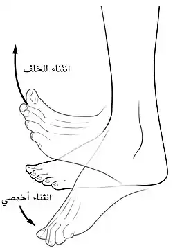 - السهم الذي يشير لأعلى يُبين اتجاه حركة قدم في حالة انثناء ظهراني (أو ثني خلفي) (dorsiflexion).- السهم الذي يشير لأسفل يُبين اتجاه حركة قدم في حالة ثني اخمصي (plantar flexion).