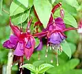 Fuchsia sp. Flowers, double (more petals than species specimen)
