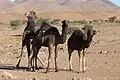 أنشطة رعي الجمال