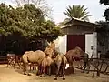 جمل مغربي في الحديقة