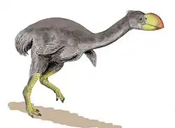 درومورنس(إوزيات من الميوسيني)