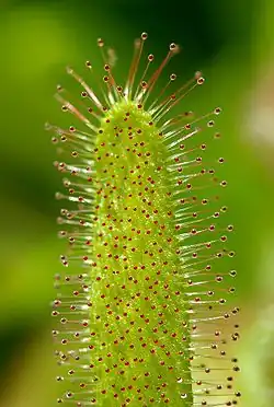 نبات ندى الشمس