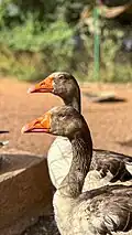 Ducks_-_sudan_animal_rescue