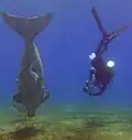 أطوم